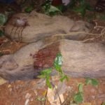 കോവിഡ് വ്യാപനം: മാസ്ക് ധരിച്ചില്ലെങ്കിൽ പിടിവീഴും; 500 രൂപ പിഴ ഈടാക്കാൻ സർക്കാർ തീരുമാനം