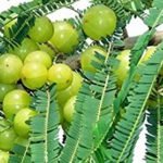 വെള്ളയില്‍  മാലിന്യപ്ലാന്റ് സ്ഥാപിക്കുന്നതിനെതിരെ വീണ്ടും  പ്രതിഷേധം ശക്തം;സമരക്കാരെ അറസ്റ്റ് ചെയ്തു നീക്കി