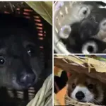 കടലിൽ കാണാതായ കുട്ടിയുടെ മൃതദേഹം കണ്ടെത്തി