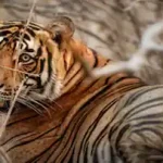 പ്രിയങ്കാ ഗാന്ധി കടുവയുടെ ആക്രമണത്തില്‍ കൊല്ലപ്പെട്ട രാധയുടെ വീട്ടില്‍