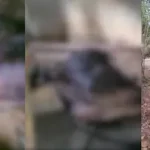 പൊലീസുകാരൻ ഓടിച്ച കാർ ബൈക്കുകളിൽ ഇടിച്ച് അപകടം; ഒരാൾ മരിച്ചു